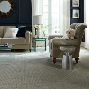 Cute puppy on sofa | Stevens Floor Coverings